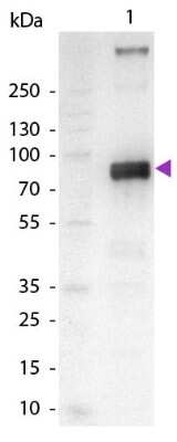 Western Blot: Goat anti-Monkey IgM Heavy Chain Secondary Antibody [Alkaline Phosphatase] [NBP1-72664] - Lane 1: Monkey IgM. Lane 2: None. Load: 100 ng per lane. Primary antibody: None. Secondary antibody: Alkaline Phosphatase goat secondary antibody at 1:1,000 for 60 min at RT. Blocking: incubated with blocking buffer for 30 min at RT. Predicted/Observed size: 72 kDa, 72 kDa for Monkey IgM. Other band(s): Monkey IgM splice variants and isoforms.